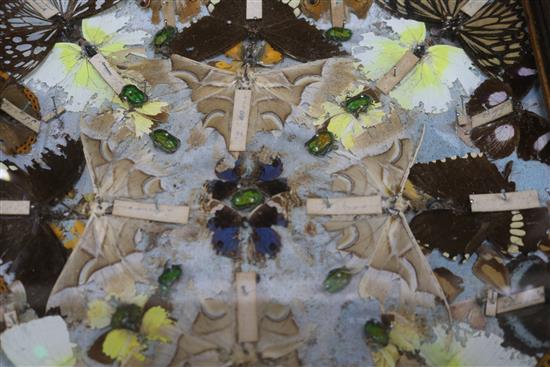 A cased butterfly display